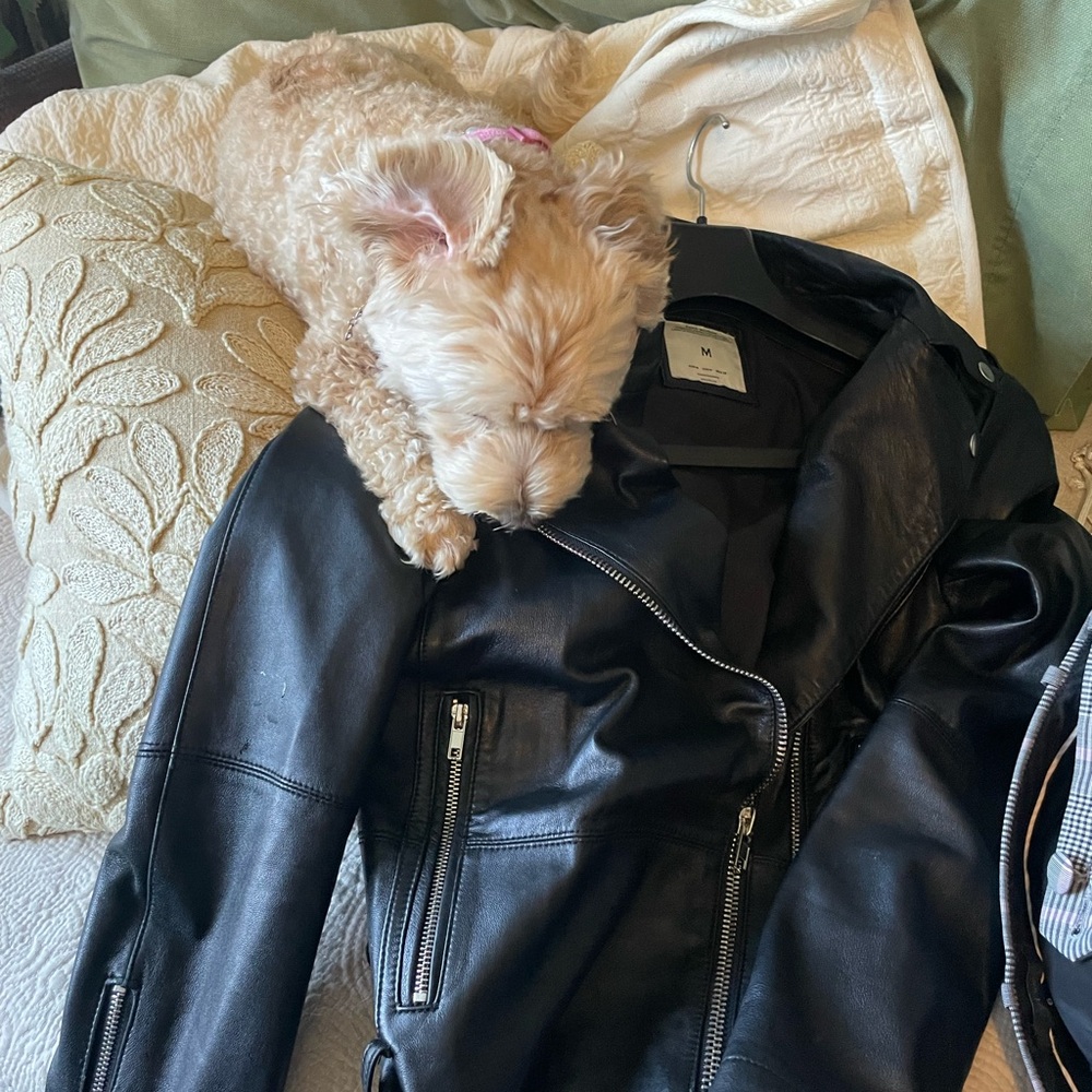 Zara Black Authentic Lambskin Leather Biker Jacket - Picture 9 of 10